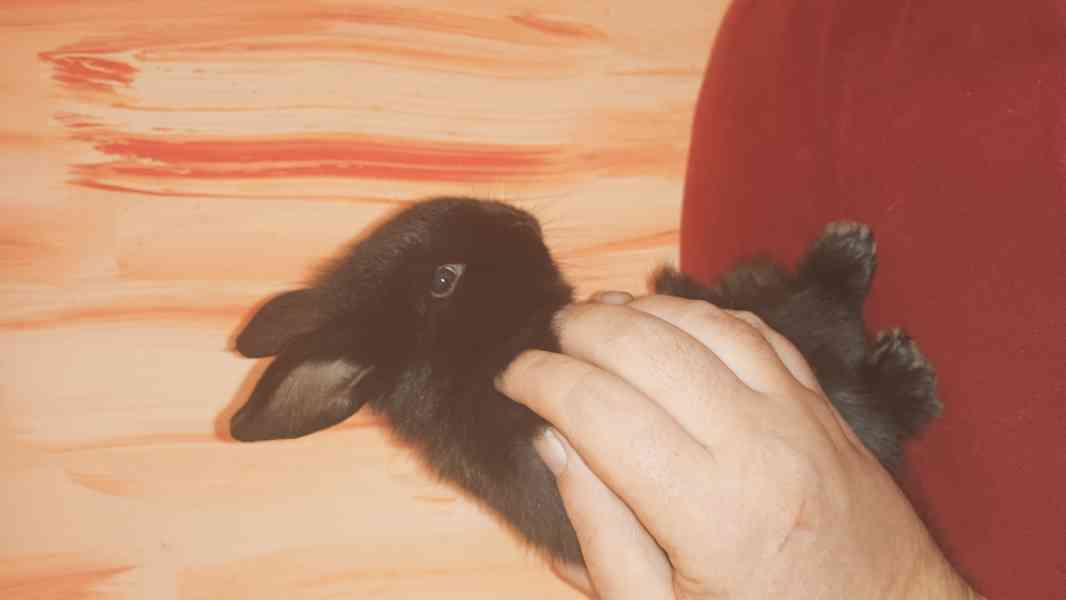 Zakrslý králíček  pouze už jen 2 černé holčičky  - foto 2