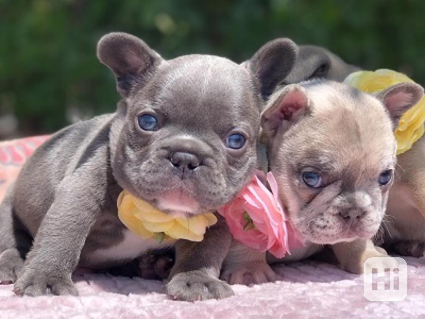 štěňata francouzského buldočka k dárku - foto 1
