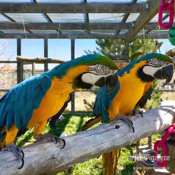 Lepený pár modrá a zlatá papoušek na prodej - foto 1