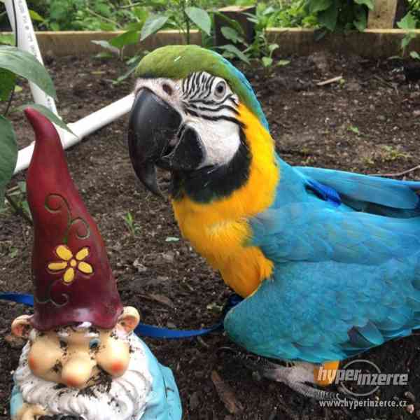 Lepený pár modrá a zlatá papoušek na prodej - foto 2