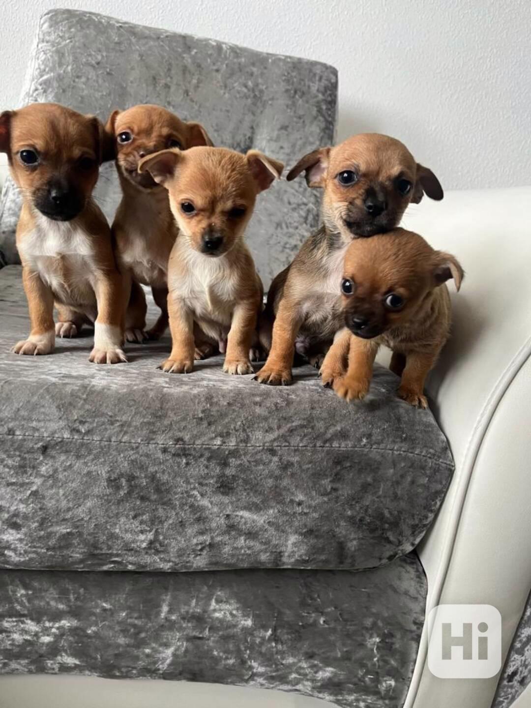 Mini Čivava  - foto 1