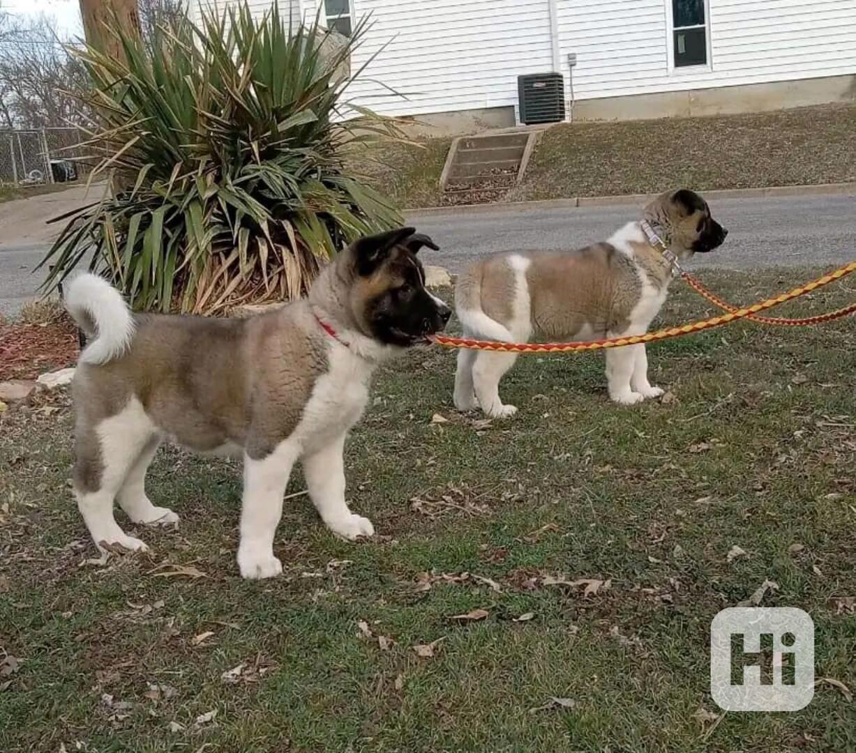 Roztomilá a rozkošná akita - foto 1