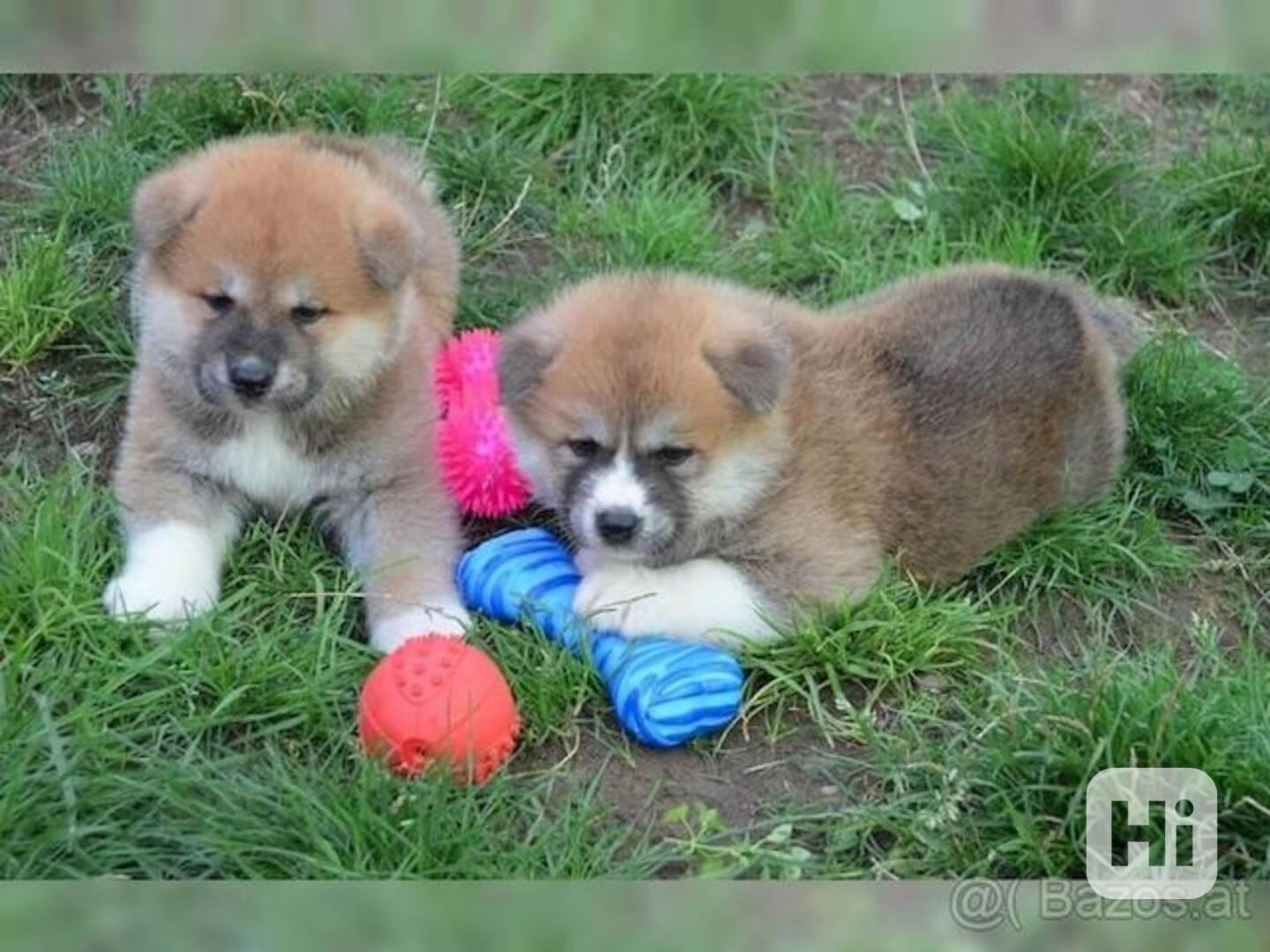 Štěňata Shiba Inu hledají nový domov - foto 1