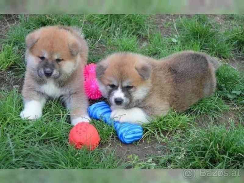 Štěňata Shiba Inu hledají nový domov - foto 1