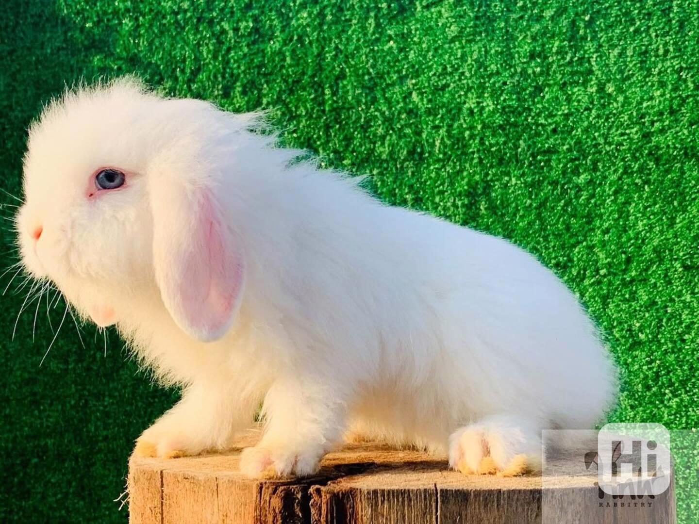  Nadýchaný králíček Teddywidder Králíček - foto 1