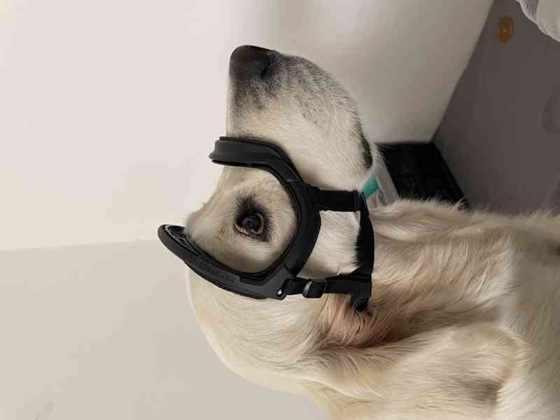 Rex Specs brýle pro psy vel. L - foto 2