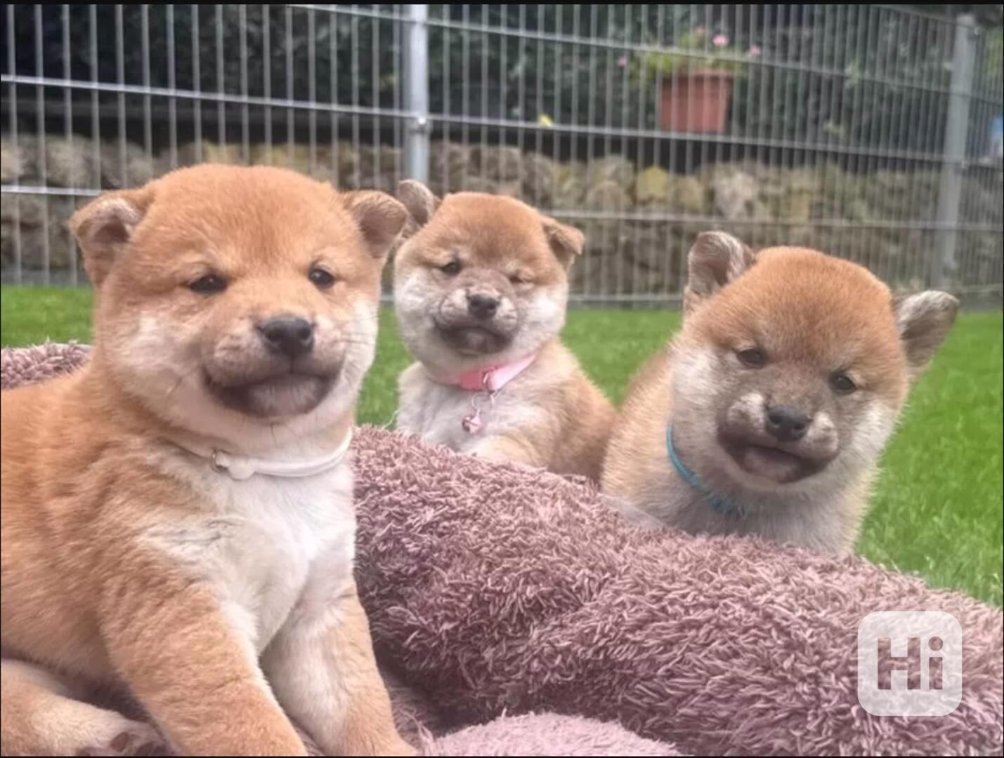 Shiba inu štěňátka - foto 1