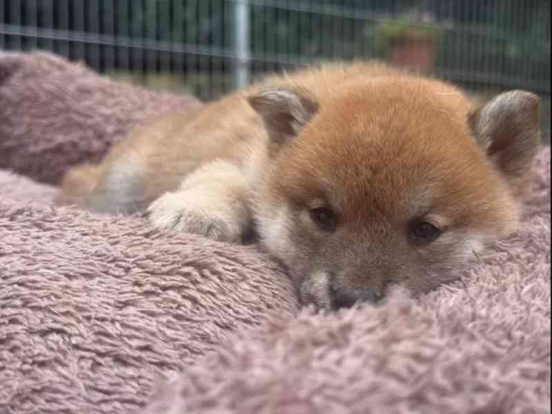 Shiba inu štěňátka - foto 5