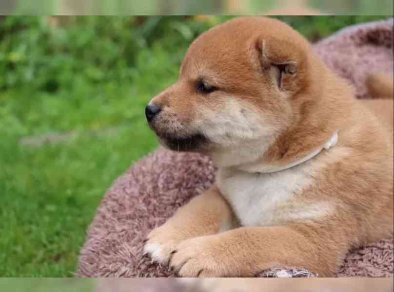 Shiba inu štěňátka - foto 3