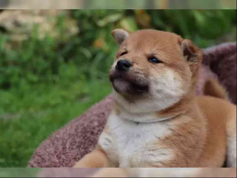Shiba inu štěňátka - foto 2