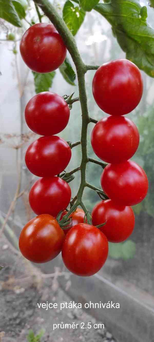 semínka rajčat - foto 12