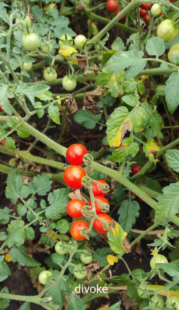 semínka rajčat - foto 4