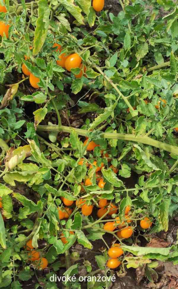 semínka rajčat - foto 6