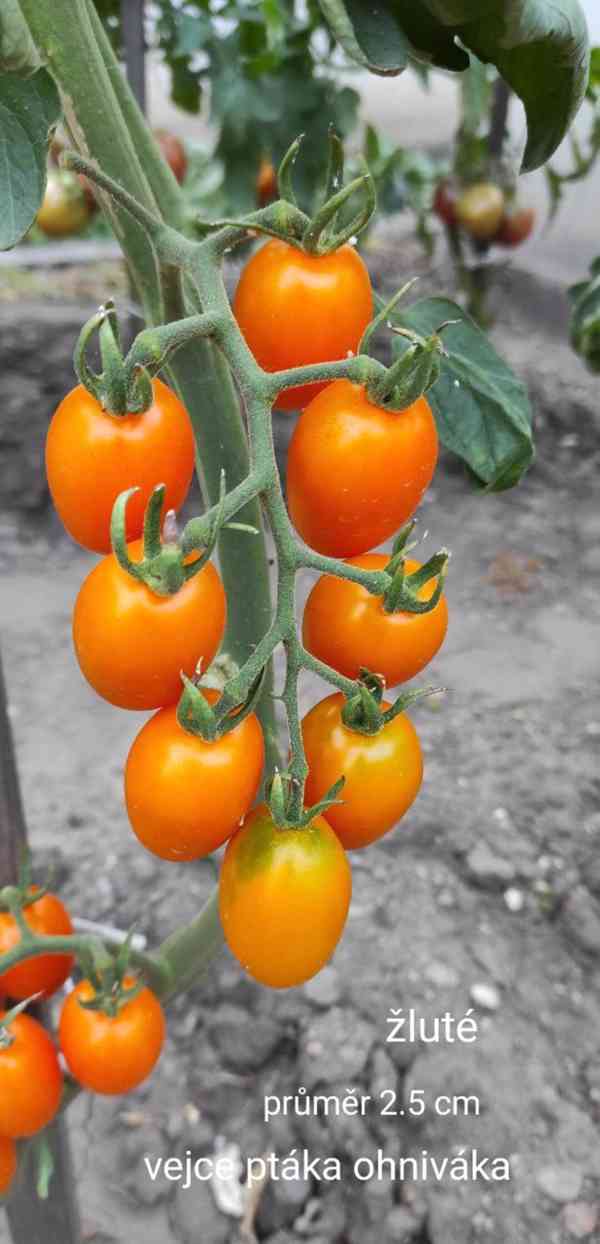 semínka rajčat - foto 14