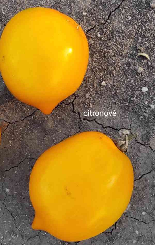 semínka rajčat - foto 3