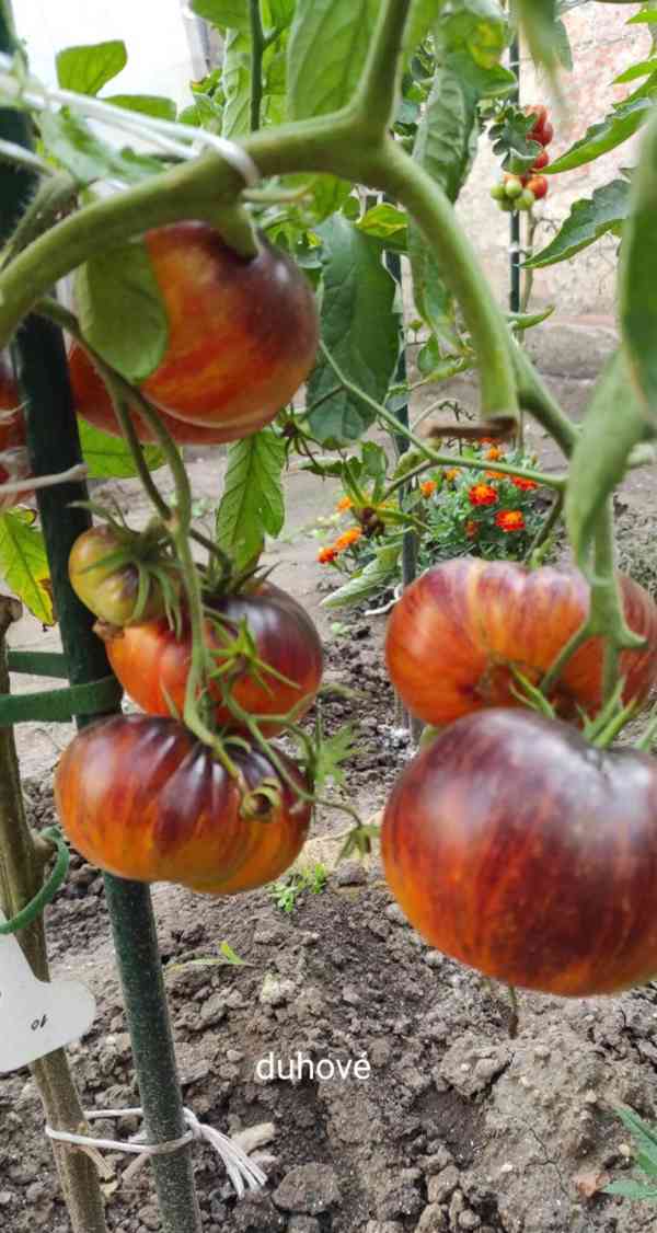 semínka rajčat - foto 7