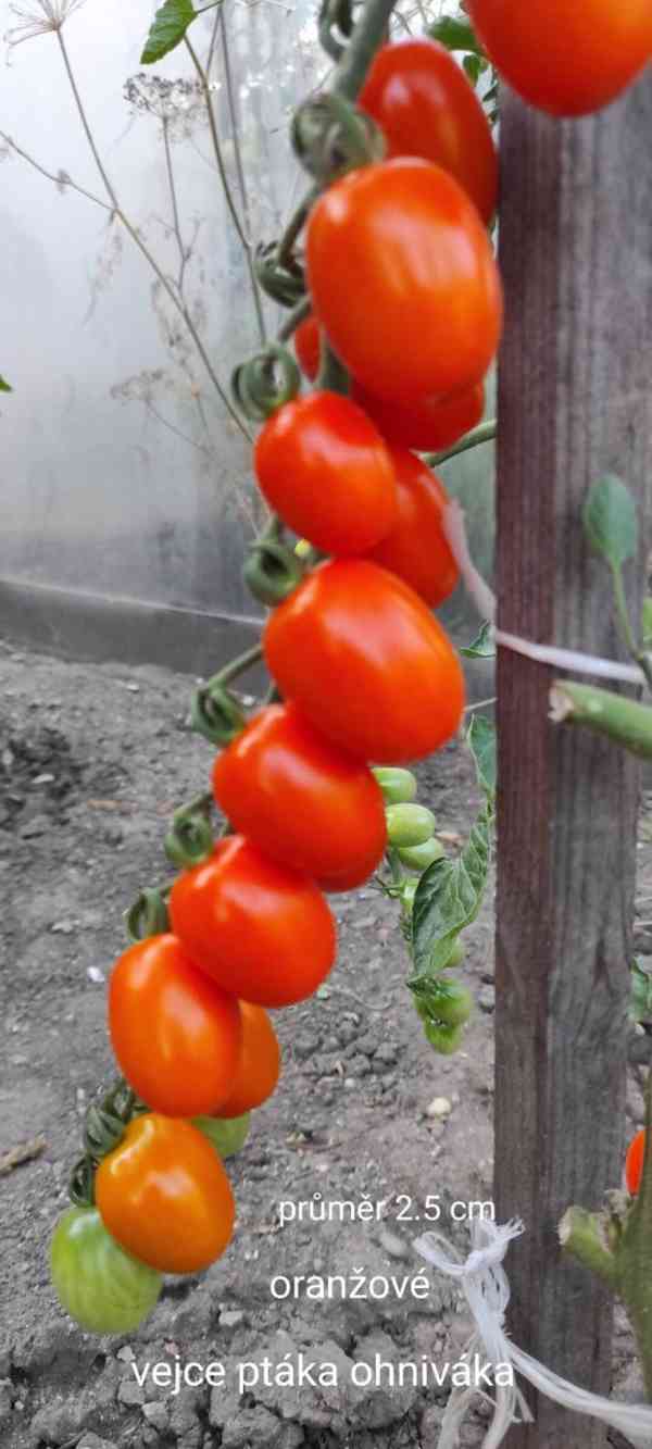 semínka rajčat - foto 13
