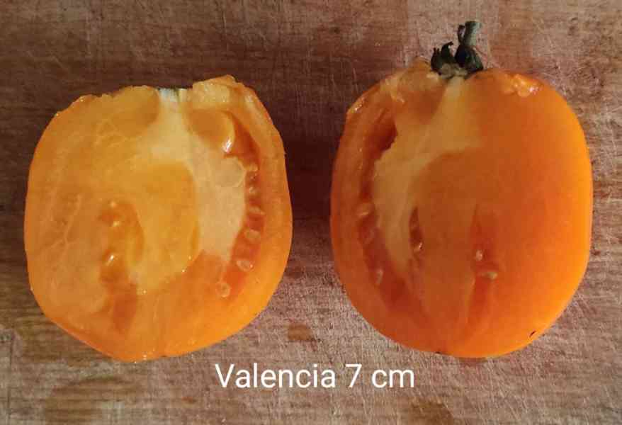 semínka rajčat - foto 11