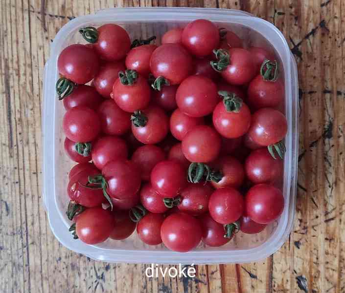 semínka rajčat - foto 5