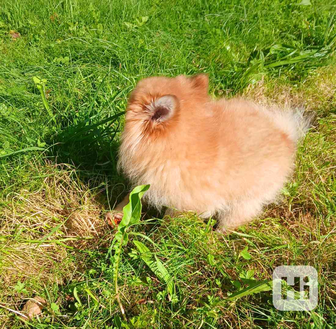 Pomeranian holčička  - foto 1