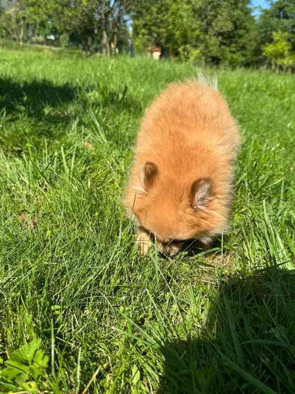 Pomeranian holčička  - foto 3