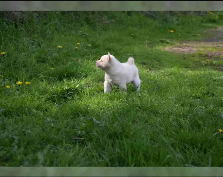 Prodej štěňat Shiba inu - foto 3