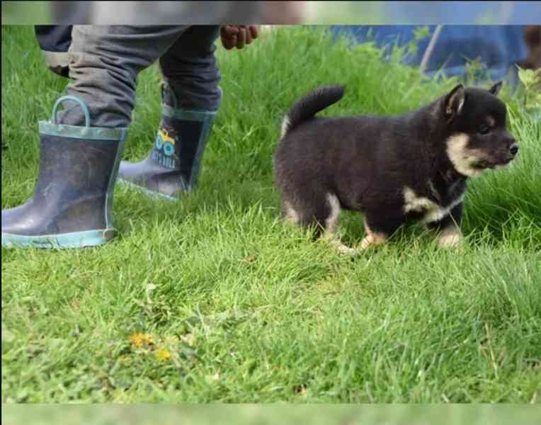 Prodej štěňat Shiba inu - foto 5