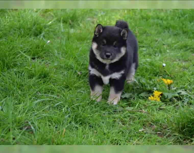Prodej štěňat Shiba inu - foto 4