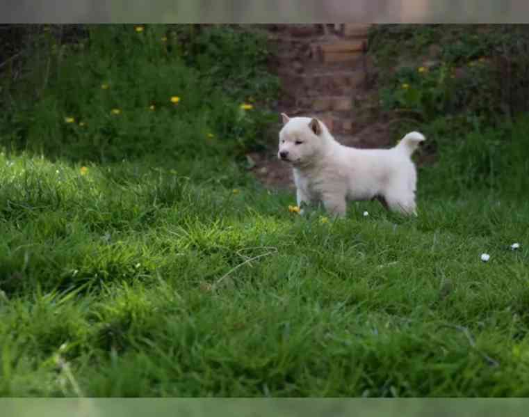 Prodej štěňat Shiba inu - foto 2