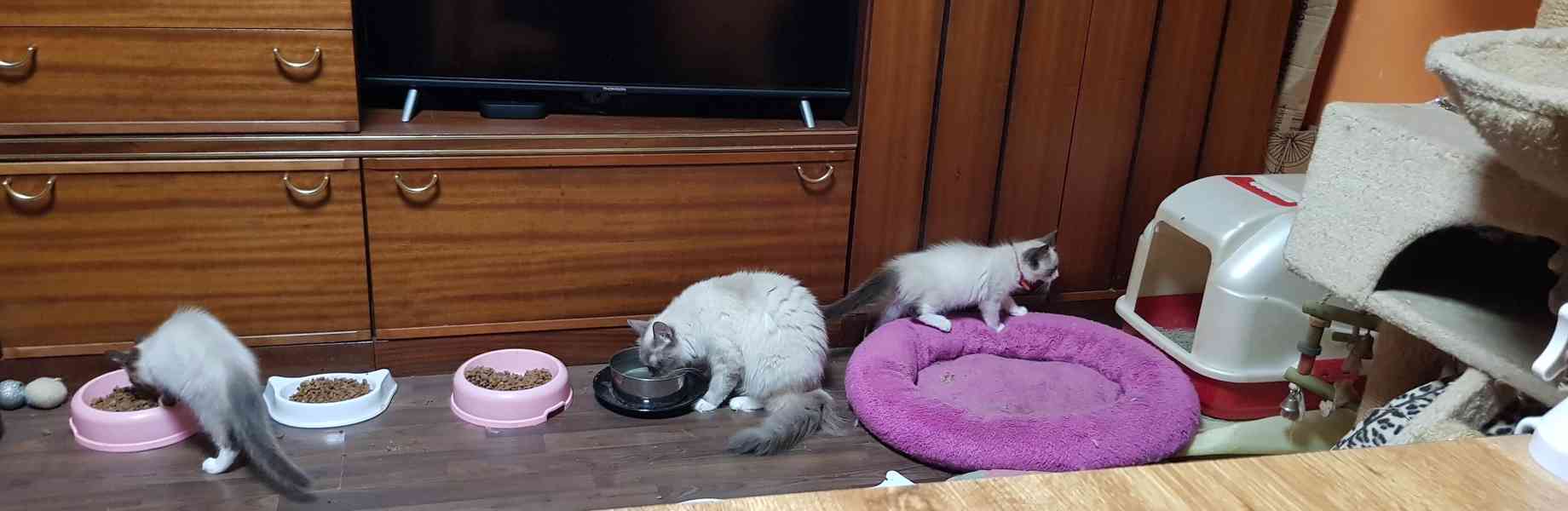 Nabízím ragdoll - foto 4