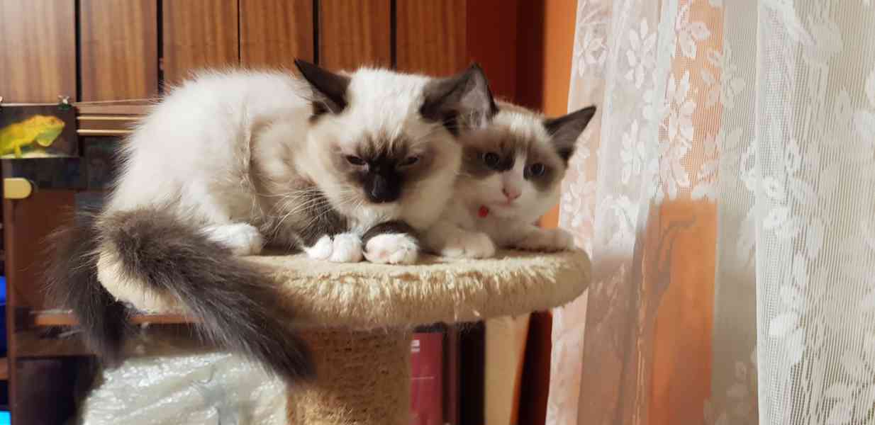Nabízím ragdoll - foto 3