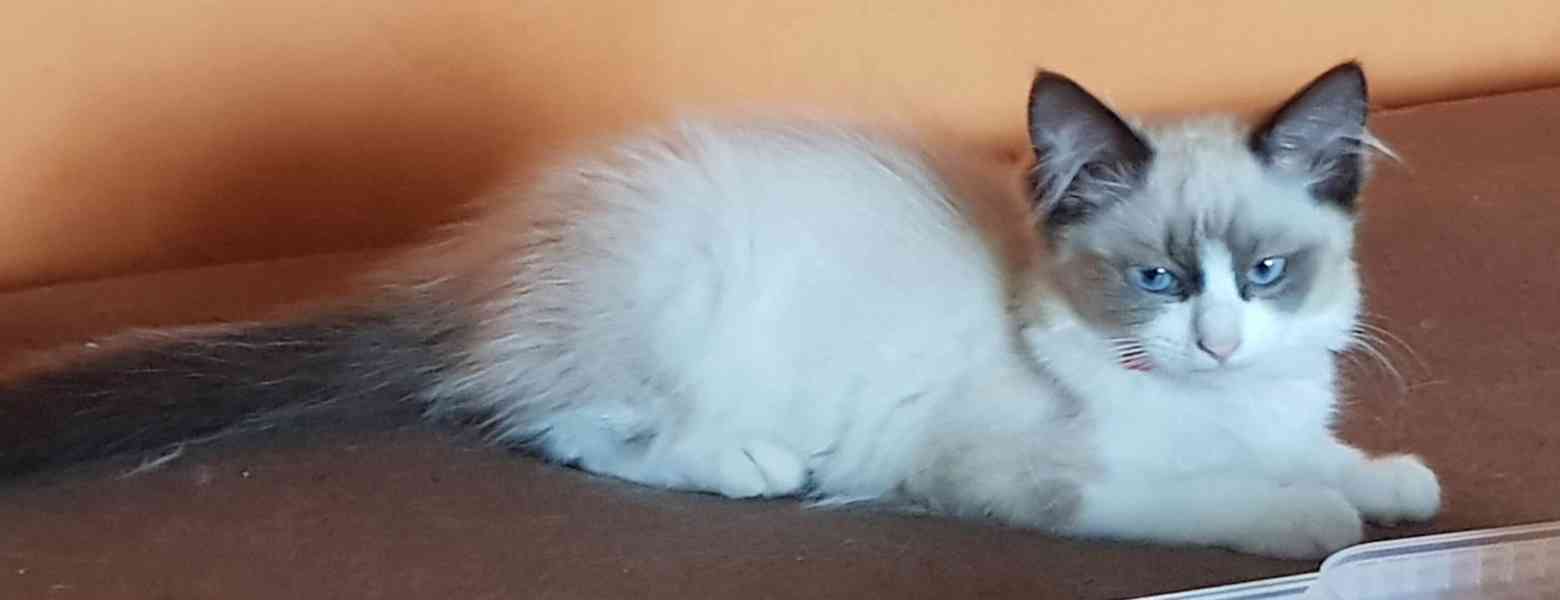 Nabízím ragdoll - foto 1