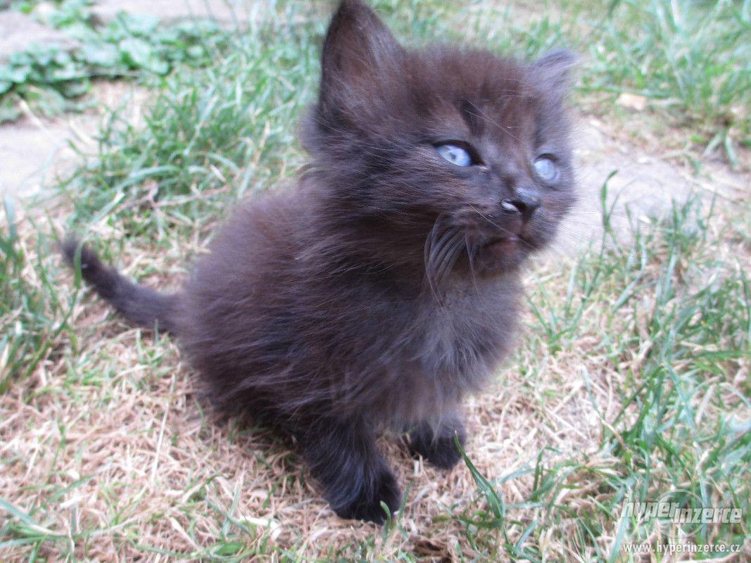 Daruji kocourka - foto 1