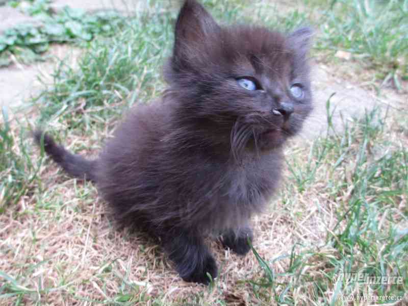 Daruji kocourka - foto 1