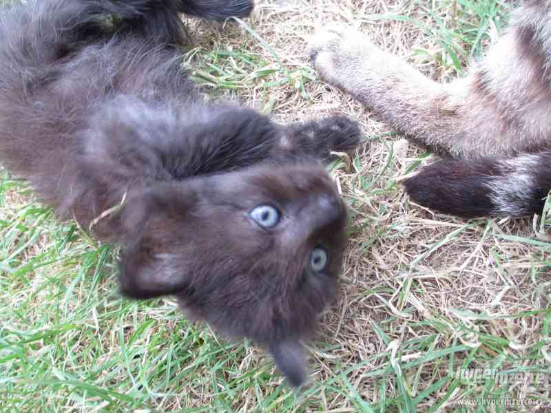 Daruji kocourka - foto 2