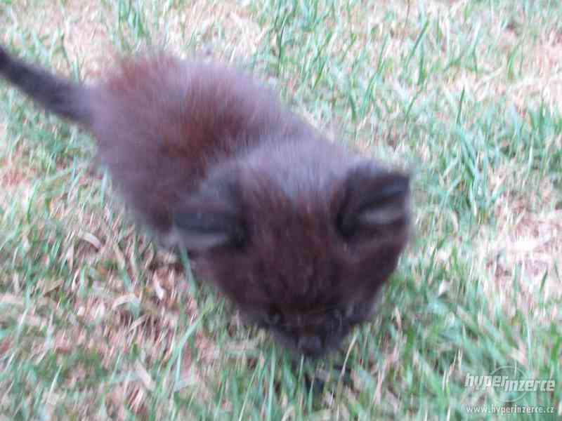 Daruji kocourka - foto 3