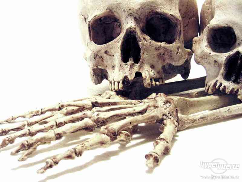 Repliky lidských lebek a kostí (Human skull replica) - foto 1