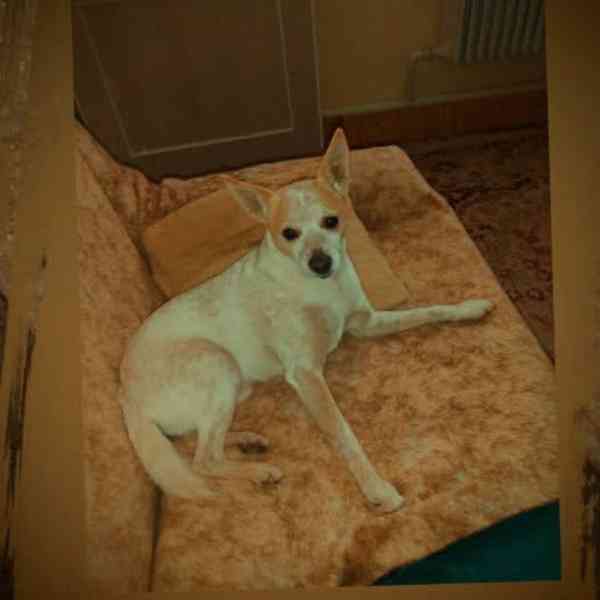 Darují psa - foto 8