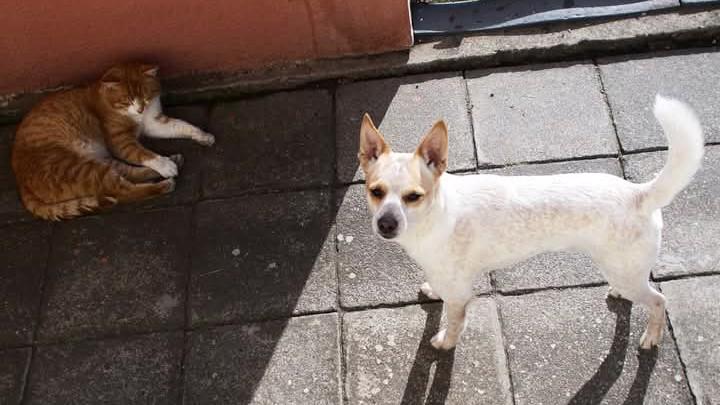 Darují psa - foto 2