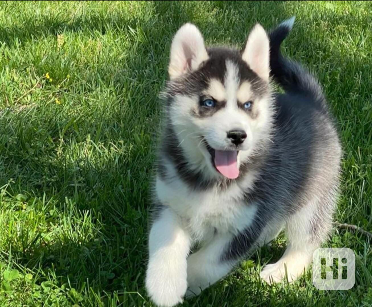 Sibiřský husky s FCI PP - foto 1