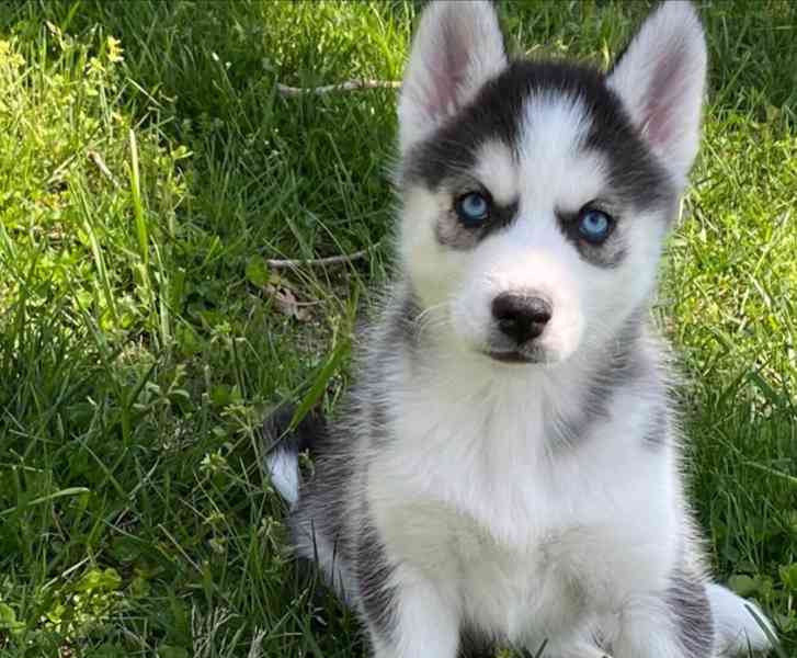 Sibiřský husky s FCI PP - foto 2