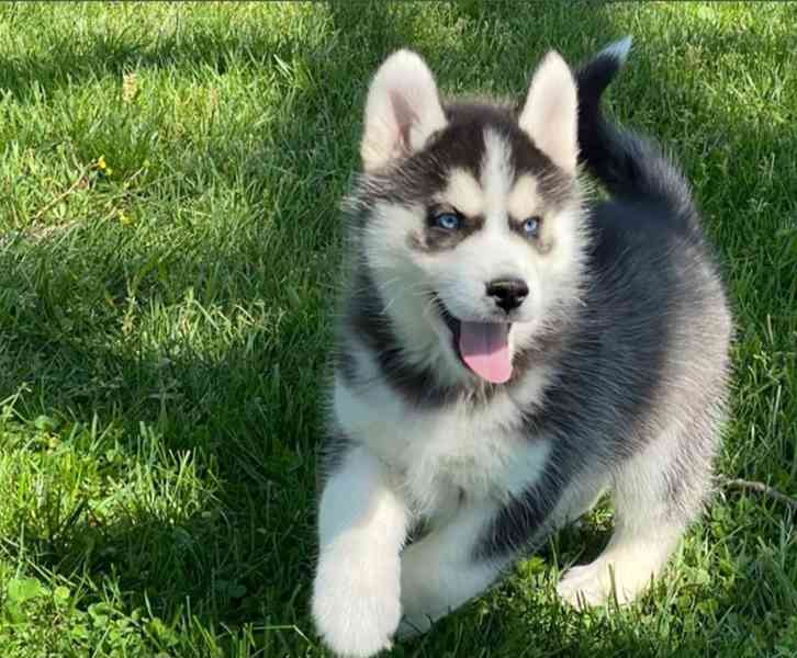 Sibiřský husky s FCI PP - foto 1