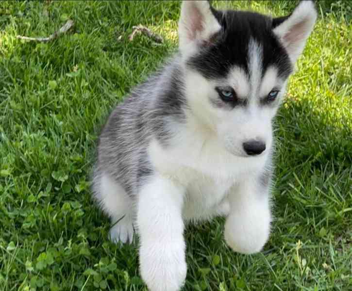 Sibiřský husky s FCI PP - foto 3