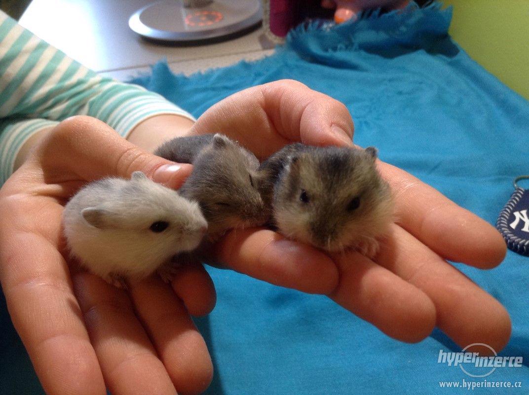 3 křečíci džungarského věnujeme - vymazlení, nekoušou - foto 1
