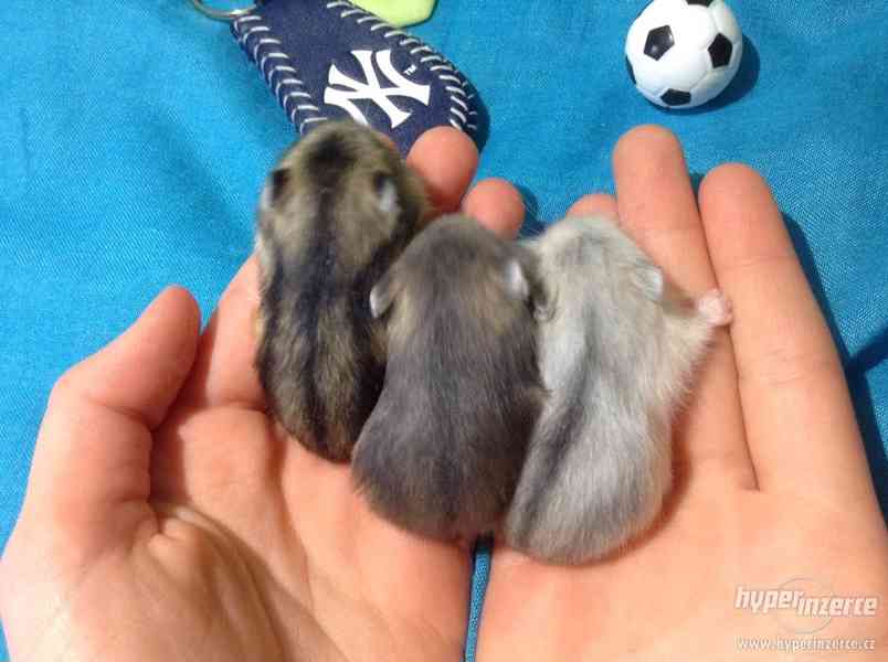 3 křečíci džungarského věnujeme - vymazlení, nekoušou - foto 2