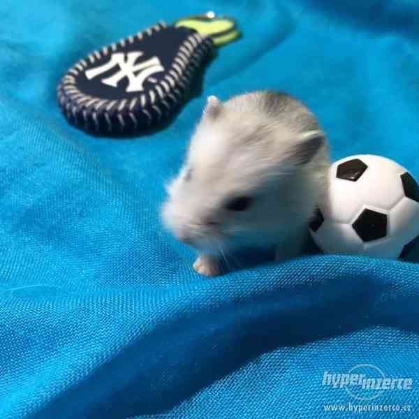 3 křečíci džungarského věnujeme - vymazlení, nekoušou - foto 3