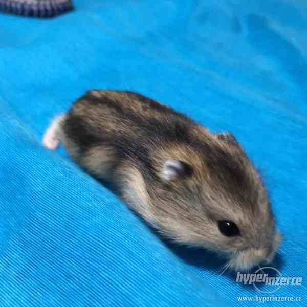3 křečíci džungarského věnujeme - vymazlení, nekoušou - foto 4