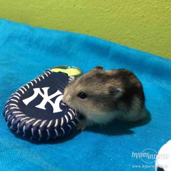 3 křečíci džungarského věnujeme - vymazlení, nekoušou - foto 5