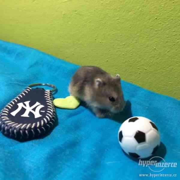 3 křečíci džungarského věnujeme - vymazlení, nekoušou - foto 6