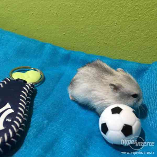 3 křečíci džungarského věnujeme - vymazlení, nekoušou - foto 7